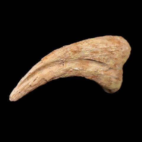 0.6" Anzu Wyliei Raptor Dinosaur Fossil Claw Bone Hell Creek FM SD Display - Fossil Age Minerals