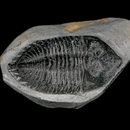 2.4" Metacanthina Issoumourensis Trilobite Fossil Devonian Age 400 Mil Yrs Old COA
