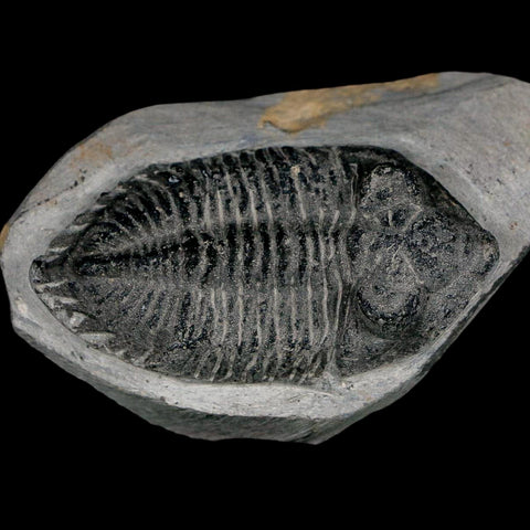 2.4" Metacanthina Issoumourensis Trilobite Fossil Devonian Age 400 Mil Yrs Old COA - Fossil Age Minerals