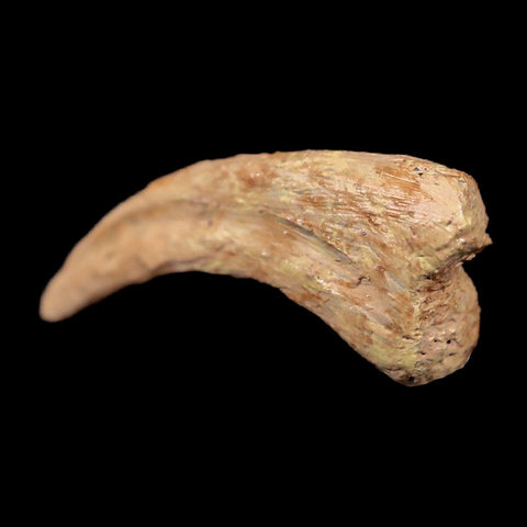 0.6" Anzu Wyliei Raptor Dinosaur Fossil Claw Bone Hell Creek FM SD Display - Fossil Age Minerals