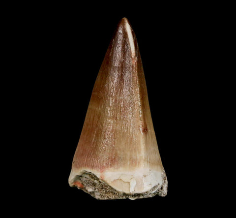 XL 2.1" Mosasaur Prognathodon Fossil Tooth Cretaceous Dinosaur Era COA & Stand - Fossil Age Minerals