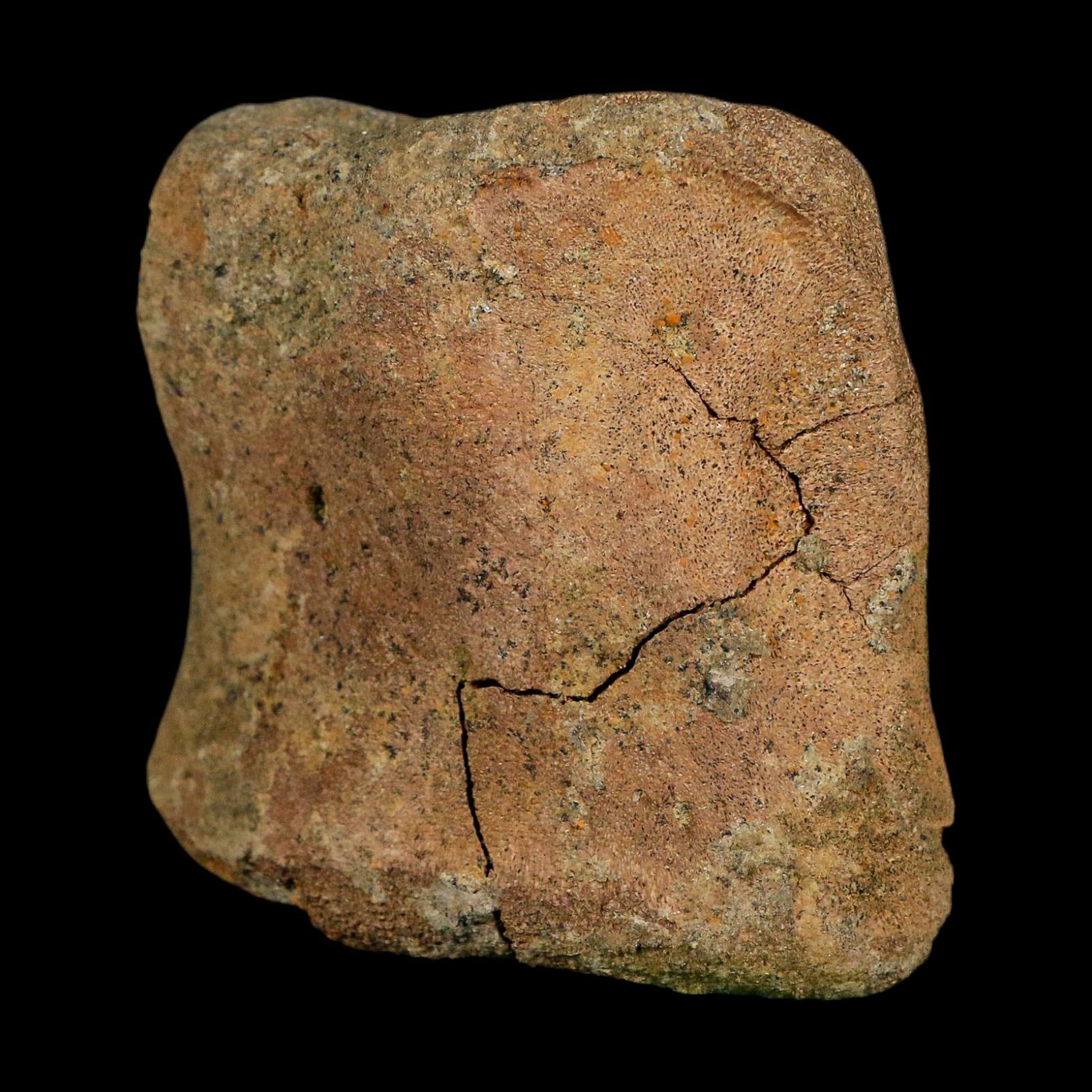 2.6" Edmontosaurus Hadrosaur Dinosaur Fossil Toe Bone Lance Creek FM WY COA
