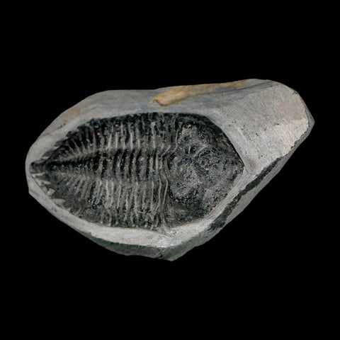 2.4" Metacanthina Issoumourensis Trilobite Fossil Devonian Age 400 Mil Yrs Old COA - Fossil Age Minerals