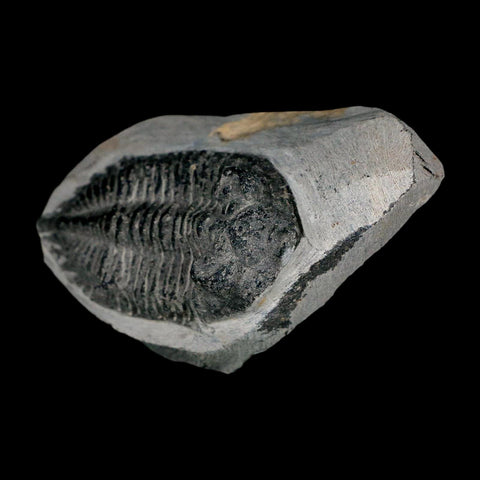 2.4" Metacanthina Issoumourensis Trilobite Fossil Devonian Age 400 Mil Yrs Old COA - Fossil Age Minerals