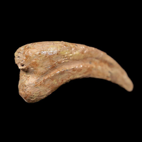 0.6" Anzu Wyliei Raptor Dinosaur Fossil Claw Bone Hell Creek FM SD Display - Fossil Age Minerals