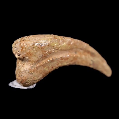 0.6" Anzu Wyliei Raptor Dinosaur Fossil Claw Bone Hell Creek FM SD Display - Fossil Age Minerals