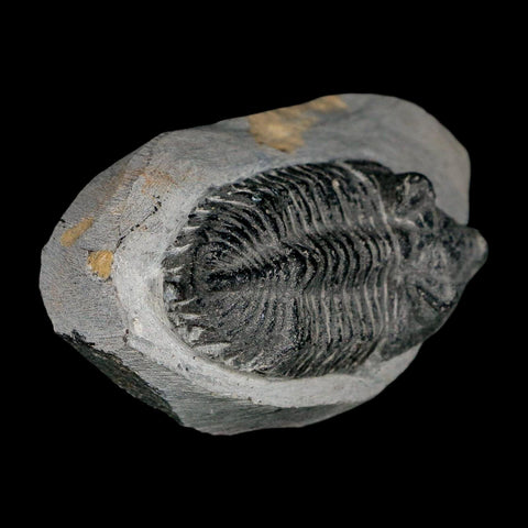 2.4" Metacanthina Issoumourensis Trilobite Fossil Devonian Age 400 Mil Yrs Old COA - Fossil Age Minerals