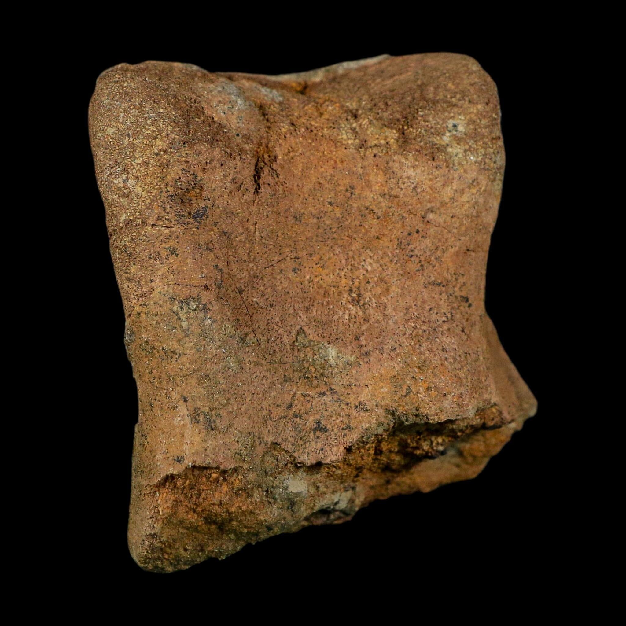 2.6" Edmontosaurus Hadrosaur Dinosaur Fossil Toe Bone Lance Creek FM WY COA