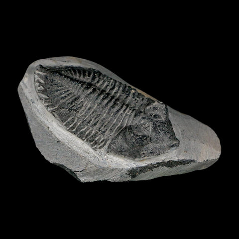 2.4" Metacanthina Issoumourensis Trilobite Fossil Devonian Age 400 Mil Yrs Old COA - Fossil Age Minerals
