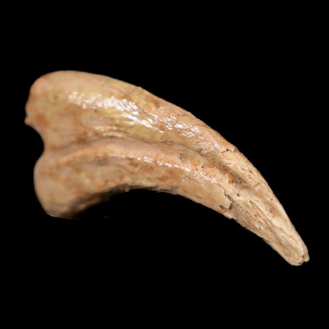 0.6" Anzu Wyliei Raptor Dinosaur Fossil Claw Bone Hell Creek FM SD Display - Fossil Age Minerals