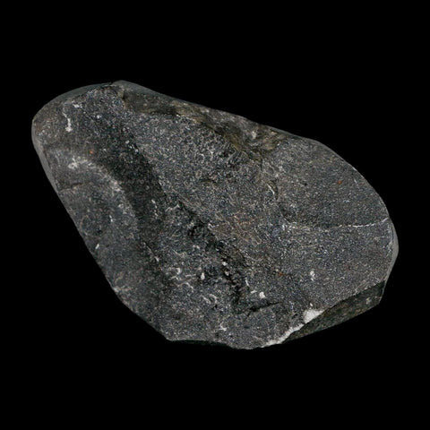 2.4" Metacanthina Issoumourensis Trilobite Fossil Devonian Age 400 Mil Yrs Old COA - Fossil Age Minerals