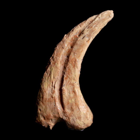0.6" Anzu Wyliei Raptor Dinosaur Fossil Claw Bone Hell Creek FM SD Display - Fossil Age Minerals