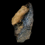 1.6" Tyrannosaurus Rex Fossil Bone Dinosaur Lance Creek Formation Wyoming COA