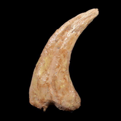 0.6" Anzu Wyliei Raptor Dinosaur Fossil Claw Bone Hell Creek FM SD Display - Fossil Age Minerals