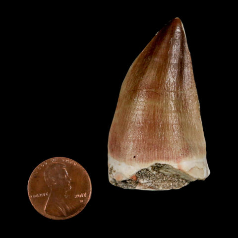 XL 2.1" Mosasaur Prognathodon Fossil Tooth Cretaceous Dinosaur Era COA & Stand - Fossil Age Minerals