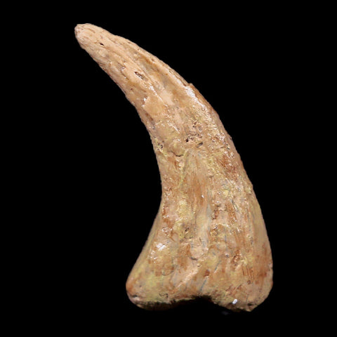 0.6" Anzu Wyliei Raptor Dinosaur Fossil Claw Bone Hell Creek FM SD Display - Fossil Age Minerals