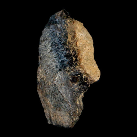 1.6" Tyrannosaurus Rex Fossil Bone Dinosaur Lance Creek Formation Wyoming COA