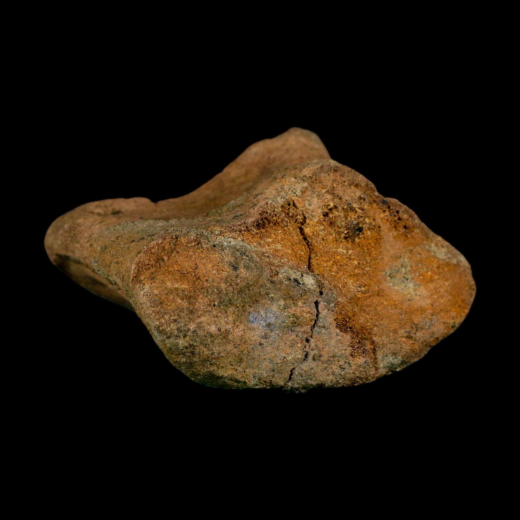 2.6" Edmontosaurus Hadrosaur Dinosaur Fossil Toe Bone Lance Creek FM WY COA