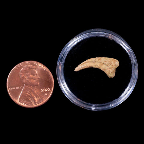 0.6" Anzu Wyliei Raptor Dinosaur Fossil Claw Bone Hell Creek FM SD Display - Fossil Age Minerals