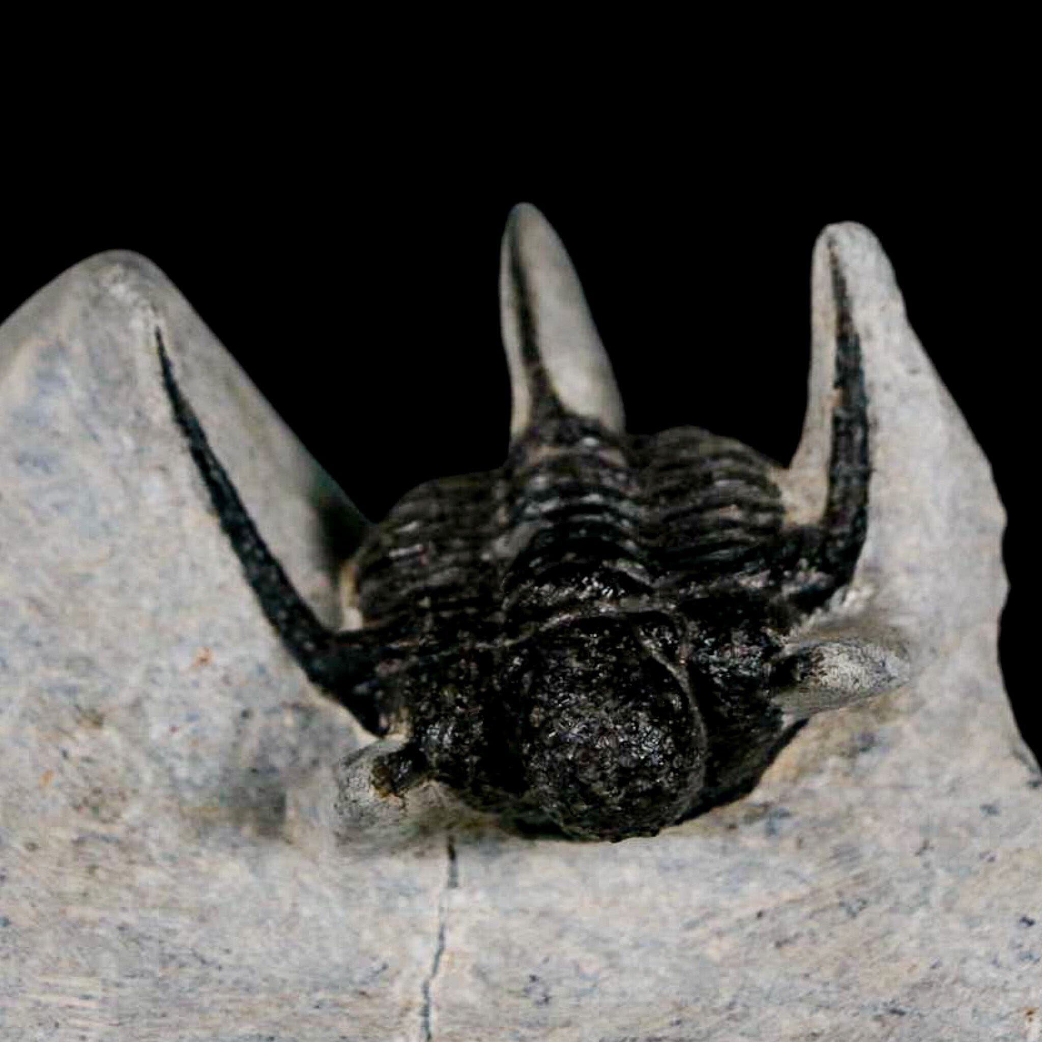 1.5" Cyphaspis Otarion Spiny Trilobite Fossil Devonian Age 400 Mil Yrs Old COA - Fossil Age Minerals