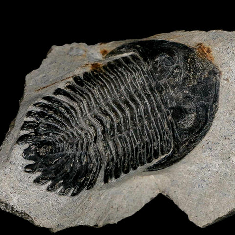 2.6" Metacanthina Issoumourensis Trilobite Fossil Devonian Age 400 Mil Yrs Old COA - Fossil Age Minerals