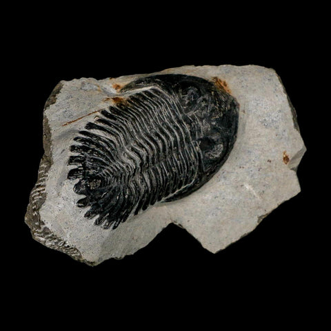 2.6" Metacanthina Issoumourensis Trilobite Fossil Devonian Age 400 Mil Yrs Old COA - Fossil Age Minerals