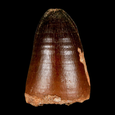 1.8" Mosasaur Curri Fossil Tooth Cretaceous Dinosaur Era COA, Stand