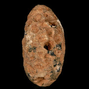 1.2" Fossil Pine Cone Equicalastrobus Replaced By Agate Eocene Age Seeds Fruit