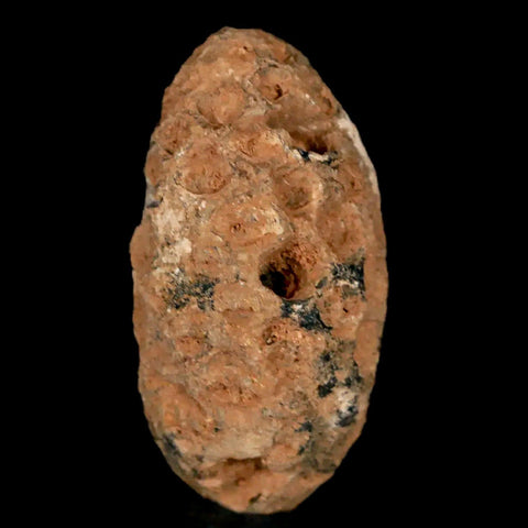 1.2" Fossil Pine Cone Equicalastrobus Replaced By Agate Eocene Age Seeds Fruit - Fossil Age Minerals