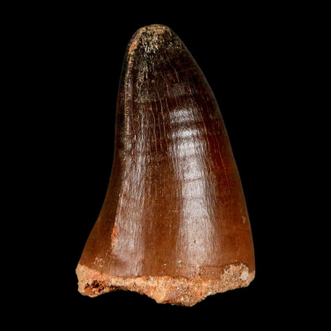 1.8" Mosasaur Curri Fossil Tooth Cretaceous Dinosaur Era COA, Stand