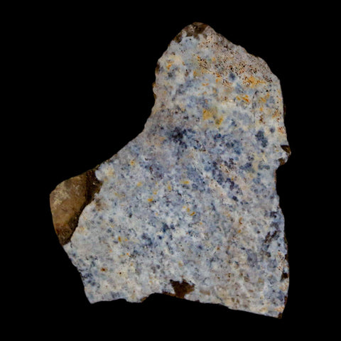 1.3" Tyrannosaurus Rex Fossil Bone Dinosaur Lance Creek Formation Wyoming COA - Fossil Age Minerals