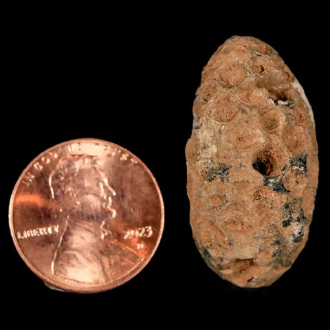 1.2" Fossil Pine Cone Equicalastrobus Replaced By Agate Eocene Age Seeds Fruit - Fossil Age Minerals