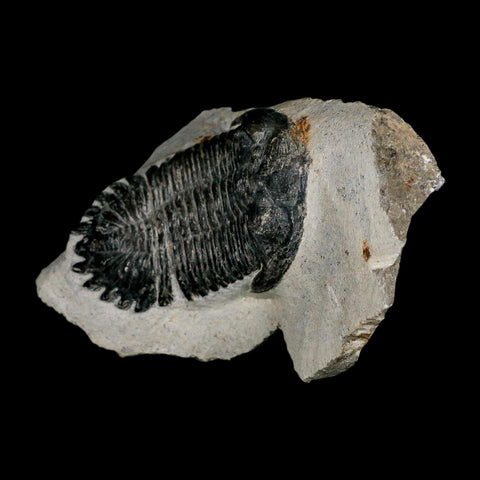 2.6" Metacanthina Issoumourensis Trilobite Fossil Devonian Age 400 Mil Yrs Old COA - Fossil Age Minerals