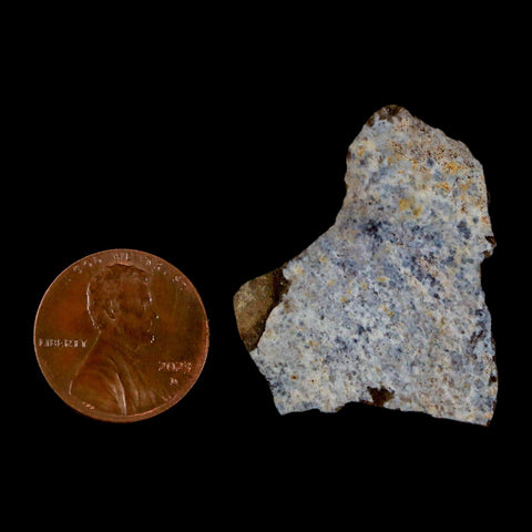 1.3" Tyrannosaurus Rex Fossil Bone Dinosaur Lance Creek Formation Wyoming COA - Fossil Age Minerals