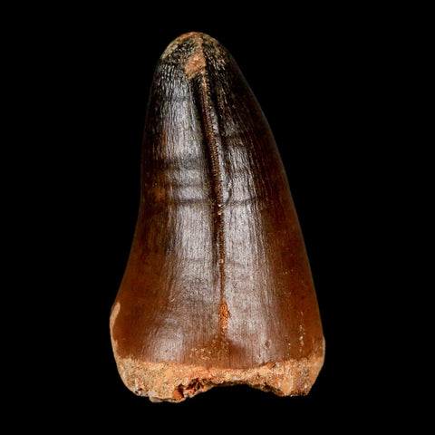 1.8" Mosasaur Curri Fossil Tooth Cretaceous Dinosaur Era COA, Stand