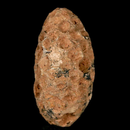 1.2" Fossil Pine Cone Equicalastrobus Replaced By Agate Eocene Age Seeds Fruit
