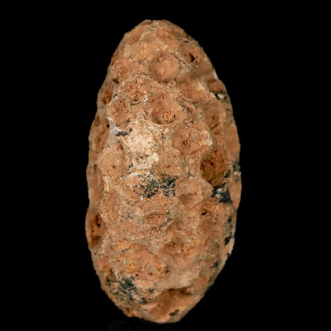 1.2" Fossil Pine Cone Equicalastrobus Replaced By Agate Eocene Age Seeds Fruit - Fossil Age Minerals