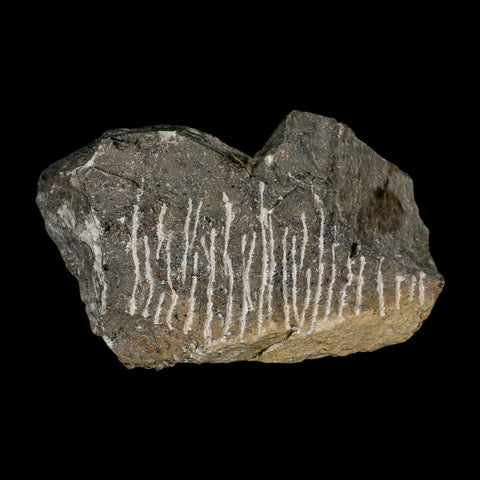 2.6" Metacanthina Issoumourensis Trilobite Fossil Devonian Age 400 Mil Yrs Old COA - Fossil Age Minerals