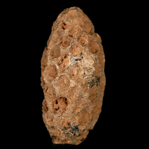 1.2" Fossil Pine Cone Equicalastrobus Replaced By Agate Eocene Age Seeds Fruit - Fossil Age Minerals
