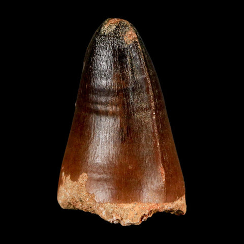 1.8" Mosasaur Curri Fossil Tooth Cretaceous Dinosaur Era COA, Stand