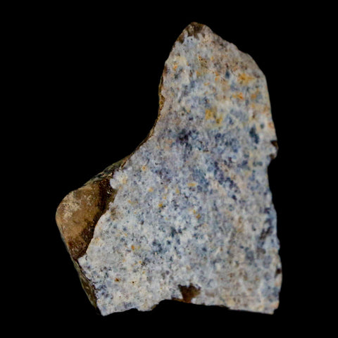 1.3" Tyrannosaurus Rex Fossil Bone Dinosaur Lance Creek Formation Wyoming COA - Fossil Age Minerals