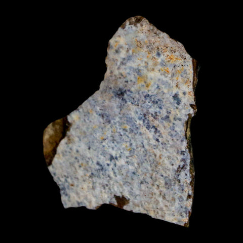 1.3" Tyrannosaurus Rex Fossil Bone Dinosaur Lance Creek Formation Wyoming COA - Fossil Age Minerals
