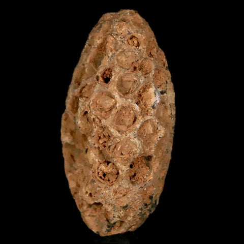 1.2" Fossil Pine Cone Equicalastrobus Replaced By Agate Eocene Age Seeds Fruit - Fossil Age Minerals
