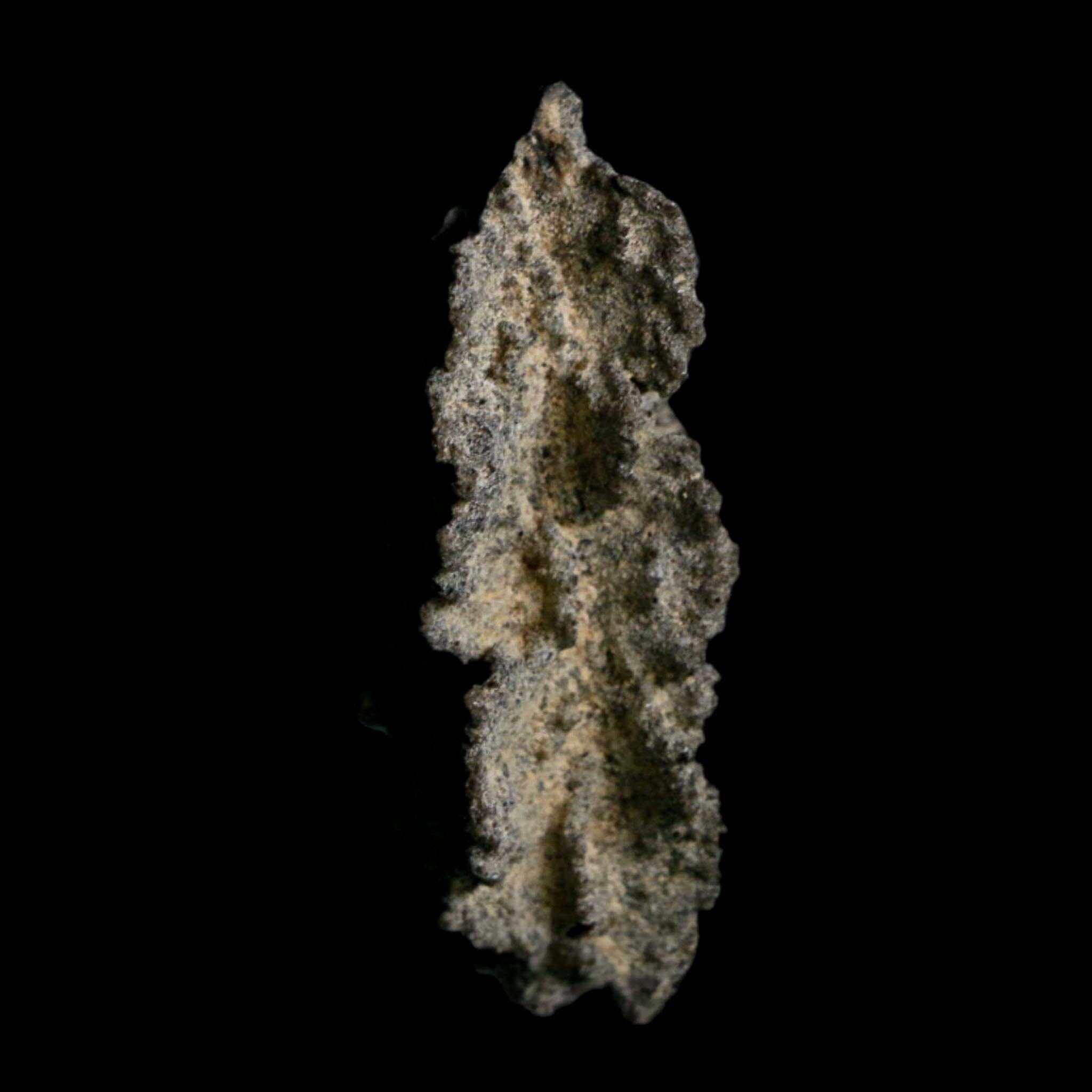 2.6" Fulgurite Petrified Lightning Strike Glass Sahara Desert Algeria - Fossil Age Minerals