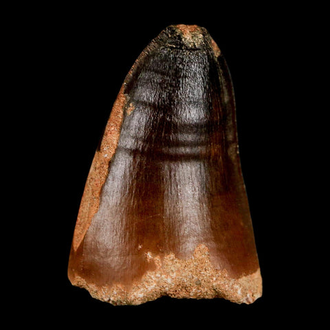 1.8" Mosasaur Curri Fossil Tooth Cretaceous Dinosaur Era COA, Stand