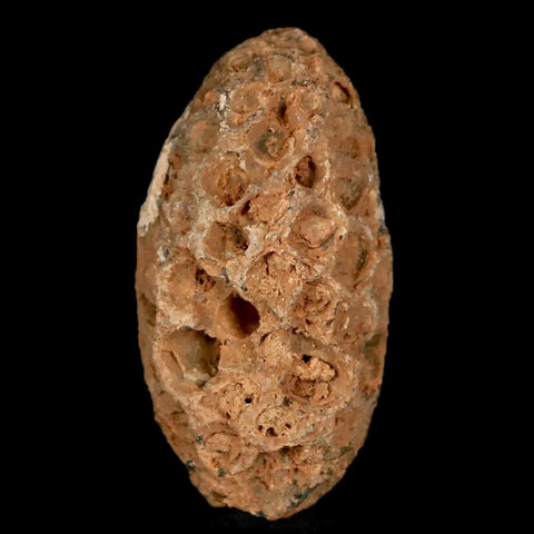 1.2" Fossil Pine Cone Equicalastrobus Replaced By Agate Eocene Age Seeds Fruit - Fossil Age Minerals