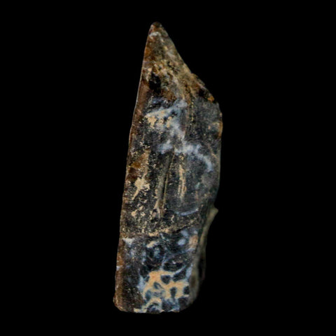 1.3" Tyrannosaurus Rex Fossil Bone Dinosaur Lance Creek Formation Wyoming COA - Fossil Age Minerals