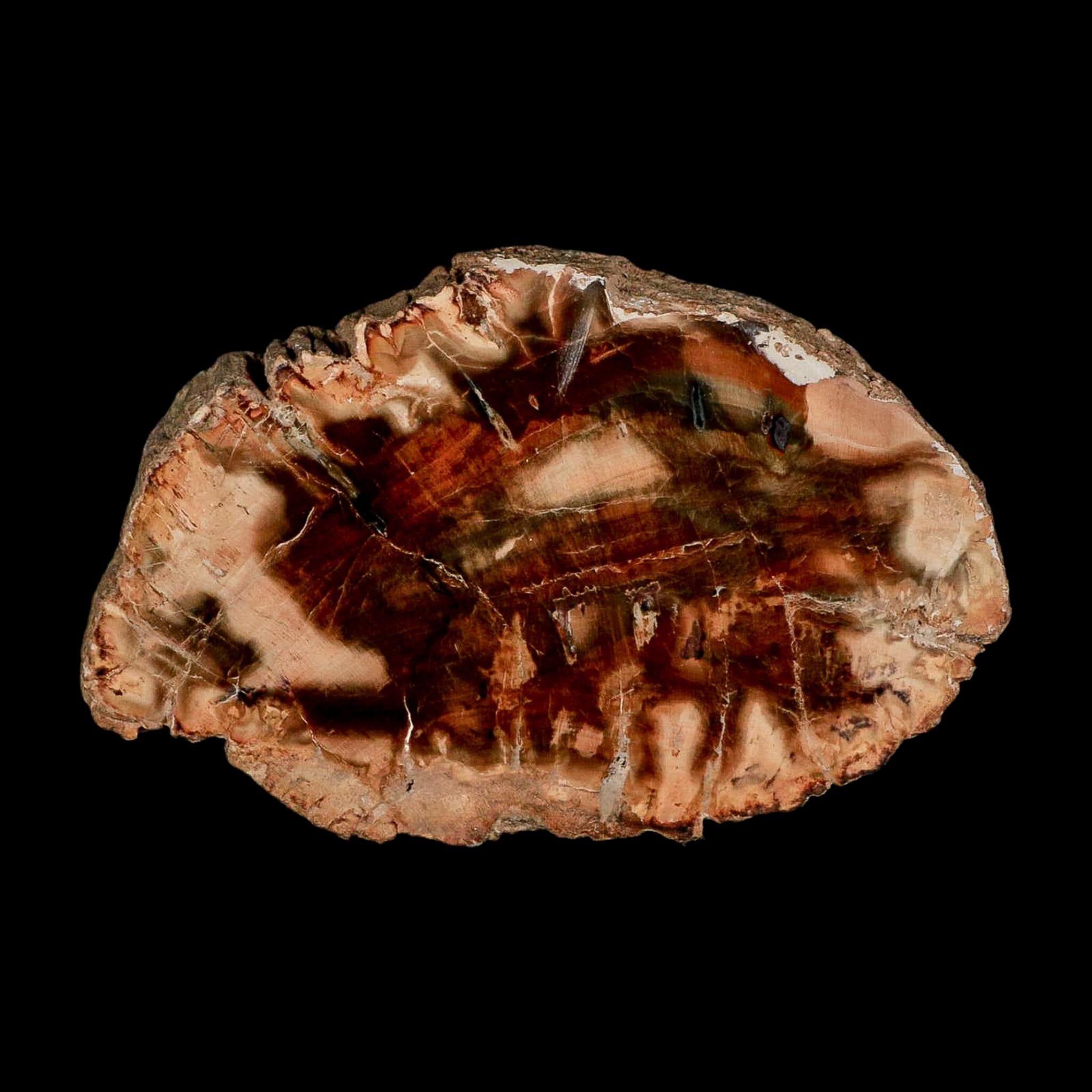3.5" Fossilized Polished Petrified Wood Branch Madagascar 66-225 Million Yrs Old - Fossil Age Minerals