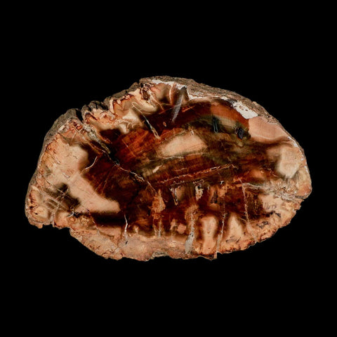 3.5" Fossilized Polished Petrified Wood Branch Madagascar 66-225 Million Yrs Old - Fossil Age Minerals