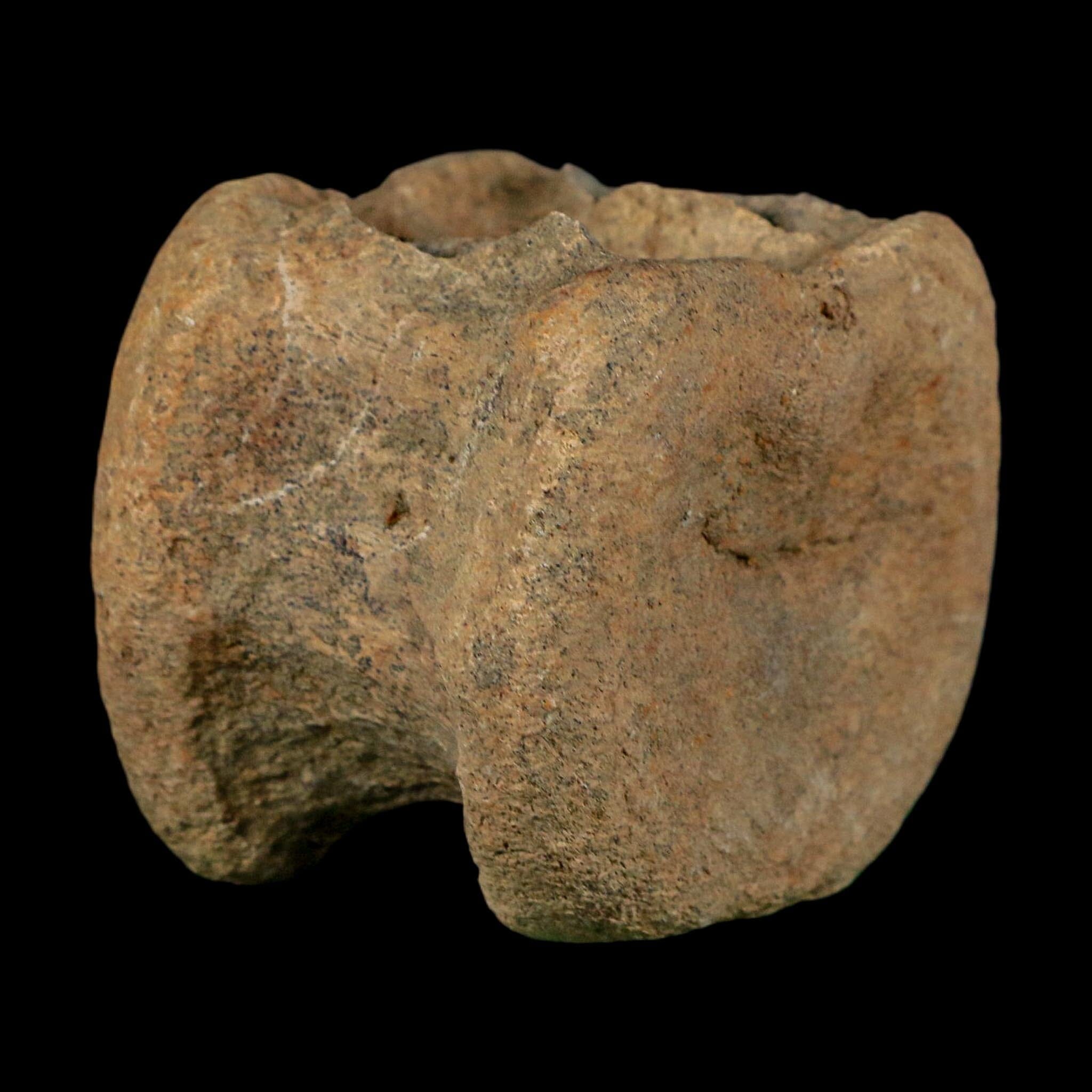 2.5" Triceratops Fossil Vertebrae Bone Lance Creek FM Cretaceous Dinosaur WY COA